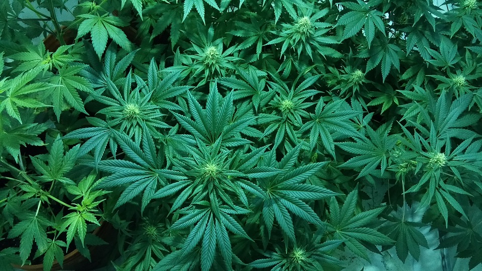 marijuana growing