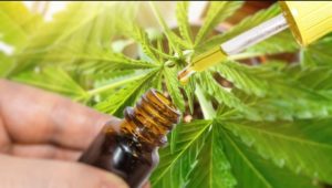 CBD extract
