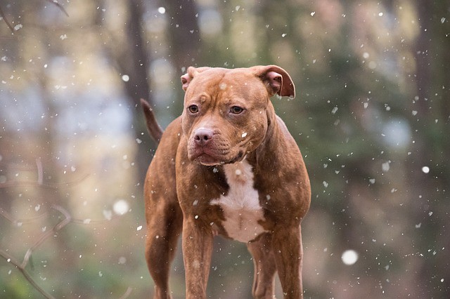 healthy dog