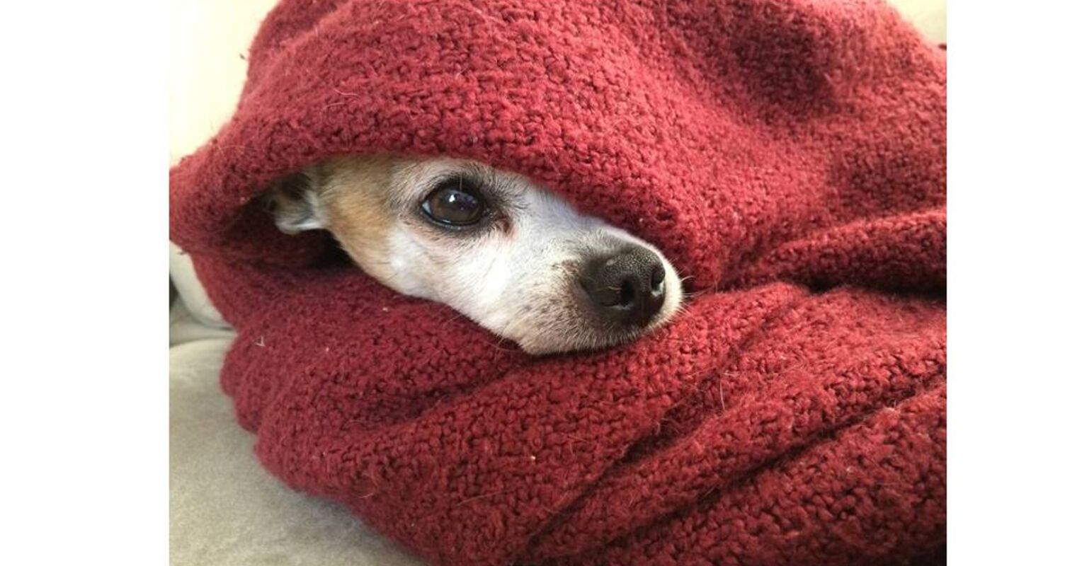 dog sleep
