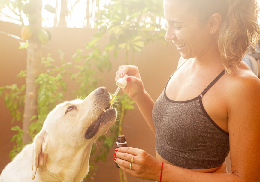 cbd oil for pets
