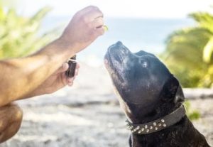 dog cbd oil