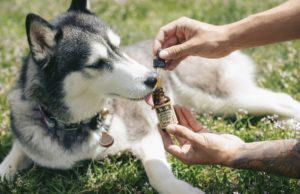 cbd oil for dog