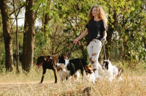 healthy dogs